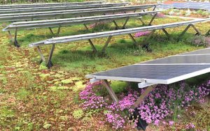 Henke Dachdecker | Zimmerei | Solartechnik für Rinteln - Bauder Solar Gründach